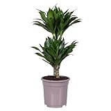 Plant in a Box - Dracaena deremensis 'Compacta' - Drachenbaum - Zimmerpflanze - ⌀ 17 cm - Höhe 50 bis 65 cm