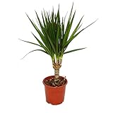 Exotenherz - Drachenbaum - Dracaena marginata - 1 Pflanze - pflegeleichte Zimmerpflanze - luftreinigend- 12cm Topf