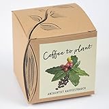 Geschenk-Anzuchtset Kaffeestrauch Arabica