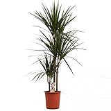 Dracaena Marginata 120-140 cm 3-Stämme Drachenbaum Zimmerpflanze