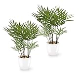 PASCH® 2er Set Kunstpalme Areca (25cm) in weißen Keramiktöpfen: Kunstpflanzen wie echt | Künstliche Pflanzen im Topf | Fake Plant | Palme künstlich | Kunstblumen im Topf | künstliche Palme klein