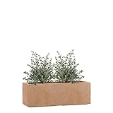 Pflanzwerk® Pflanzkübel Fiberglas TERRAKOTTA TUB 17x50x17cm *Frostbeständige Blumenkübel* *Deutsche Premiumqualität* *Lotus-Effekt Imprägnierung*