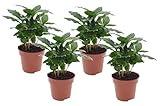 Plant in a Box - Coffea arabica - Kaffeepflanze - 4er Set - Zimmerpflanze - Topf 12cm - Höhe 25-40cm