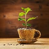 Kaffeesamen Blumen Samen Bonsaibaum Kaffee Baumsamen Gartenpflanzen Kaffeepflanze Kaffe Hochbeet Samen Kaffeebohnen Bonsai Balkonpflanzen Garten Geschenk Pflanzensamen 10 Kaffee Saatgut