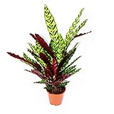 Exotenherz - XXL-Schattenpflanze mit ausgefallenem Blattmuster - Calathea lancifolia - 17cm Topf - ca. 60-70cm hoch