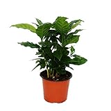 Exotenherz - Exotenherz - Kaffeepflanze - Coffea arabica - 1 Pflanze - pflegeleicht - luftreinigend - 12cm Topf