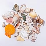 120g Deko Muscheln Deko, Shells Bastelmuscheln, Meeresmuscheln Gemischte Strand Muscheln zum Basteln, Natürliche Seesterne zum Basteln für Vase Füller Strand Home Hochzeit Dekorationen DIY Handwerk