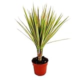 Exotenherz - Drachenbaum - Dracaena marginata 'Bicolor' zweifarbig - 1 Pflanze - pflegeleichte Zimmerpflanze - luftreinigend- 12cm Topf