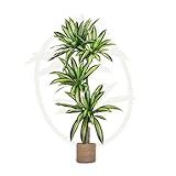 Maia Shop | Drachenbaum Künstlich | Kunstpflanzen | Dracaena | Maße: 170 x 90 cm | Künstliche Pflanzen | Fake Plant | Plastik Pflanze | Deko | Deko Wohnzimmer