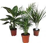 Dominik Blumen und Pflanzen, Zimmerpflanzen Set aus 1x Diefenbachie, 1x Zimmerpalme und 1x Drachenbaum (Dracaena marginata), 10-12 cm Topf