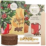 Kaffee Geschenk Set: Kaffee Geschenkset mit Kaffeestrauch Samen für ca. 5 schöne Kaffee Zimmerpflanzen – Züchte eigene Kaffee Bohnen – Kaffee Pflanze für Balkon und Haus – OwnGrown Kaffee Geschenke