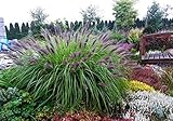 3 x Pennisetum alopecuroides 'Black Beauty' 1 Liter (Ziergras/Gräser/Stauden/Winterhart) Schwarzes Lampenputzergras BLICKFANG