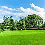 Rasensamen Herbst Bodendecker Winterhart MehrjäHrig Grassamen Schnellkeimend Rasensamen Trockenresistent Sportrasen Samen Plantura Rasen Winterharte Pflanzen FüR Garten 1000 Herbstrasen Samen