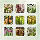 150 Pcs Sarracenia Purpurea Samen - Fleischfressende Pflanzen Samen, Sukkulenten Samen - Seltene Pflanzen Fleischfressende Samen, Sukkulenten Echte Pflanzen Exotische Pflanzen Winterhart