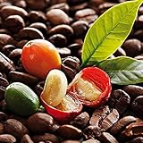 Kaffeesamen Coffea Kaffeepflanze Kaffee Pflanze Kaffeesamen Arabica Kaufen Kaffe Bohnen Kaffeebaum Kaffee Garten Geschenk Set Bio GrüNpflanzen Saatgut MmergrüNer Zwergkaffee 50