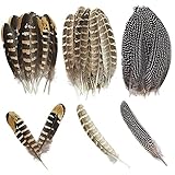 Zasvec Fasan Federn Lang 30 Stück Natur Dekoration Hahnfeder Fasanenfedern Truthahn Federn Natur Vogelfeder Fasan Schwanzfedern Natural Craft Feather 10-25cm Länge für Basteln Zuhause Dekor