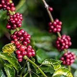 Kaffeesamen Kaffeepflanze Bonsai Baum Samen Coffee Beans Baumsamen Nicht Topfpflanzen DraußEn Winterhart Kaffee Bio Samen Kaffebohnen Pflanzensamen Exotische Pflanzen 30 Kaffee Saatgut