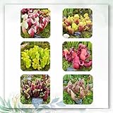 200 Pcs Sarracenia Purpurea Samen - Fleischfressende Pflanzen Samen, Gartendeko Für Draußen Fleischfressende Samen, Grünpflanzen, Exotische Pflanzen Gartenpflanzen, Alte Sorten Saatgut