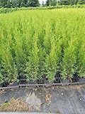 Thuja Lebensbaum 'Smaragd' Topfballen 30-35 cm 25 St. Hecke Heckenpflanze