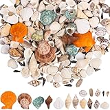 Unvtap 300 Stück+ Muscheln Gemischt 500g Muscheln Deko 1-6 cm Muscheln zum Basteln Natürliche Muscheln Klein, Perfekt für Vase Füllstoffe Miniatur Strand Deko Party Hochzeit DIY Fisch Panzer