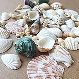 Shells Mixed, Natur Muscheln, Strandmuscheln, Bastelmuscheln, Deko Muscheln, Bastel und Heimdekomischungen, Dekoration Partys, Hochzeiten, Ca 100g