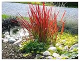 1 x Imperata cylindrica ‚Red Baron‘ 1 Liter (Ziergras/Gräser/Winterhart/Mehrjährig) Japanisches Blutgras - tolle Rotfärbung bis zum ersten Frost - super für Balkon und Kübel - von Stauden Gänge