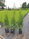 Thuja Lebensbaum 'Smaragd' Topfballen 30-35 cm 50 St. Hecke Heckenpflanze