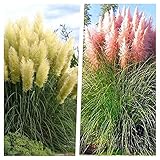 2 x Cortaderia selloana 1 Liter (Ziergras/Gräser/Stauden) Amerikanisches Pampasgras - In Weiß und Rosa - Sehr Winterhart und ein absoluter Hingucker - von Stauden Gänge