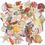 Muscheln Gemischt 9 Arten Ozean Muscheln und 2 Arten Seesterne 3-9 cm Perfekt für Vase Füllstoffe,Strand Thema Party Hochzeit Dekor,DIY Kunsthandwerk,Fisch Panzer,Kerze Herstellung