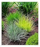 BALDUR Garten Gräser-Trio 3 Pflanzen Ziergräser Festuca glauca Elijah Blue, Festuca gautieri, Milium effusum Aureum, winterharte Stauden, trockenresistent, mehrjährig, blühend