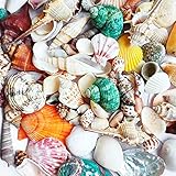 Shells Mixed, Natur Muscheln, Strandmuscheln, Bastelmuscheln, Deko Muscheln, für Vase Füllstoffe, Strand Thema Party Hochzeit Dekor, Kerze Herstellung, Gewicht ca. 230g